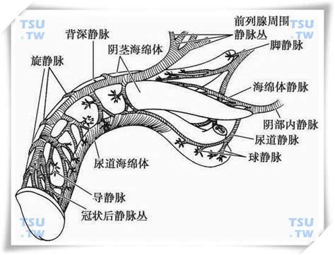 阴沟|陰溝的解释